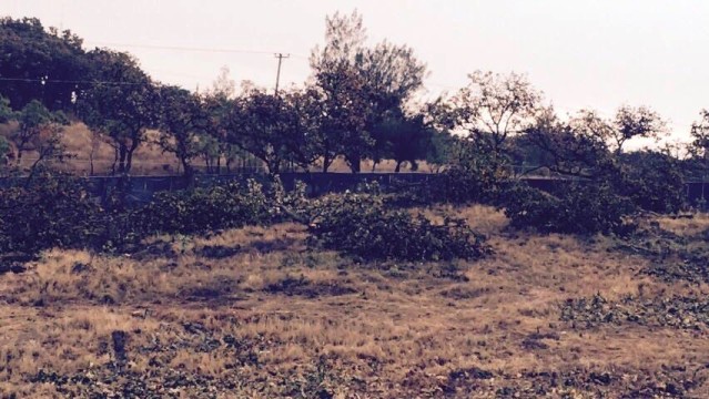 Área del terreno en donde fueron derribados los árboles del bosque El Nixticuil en Zapopan. 
