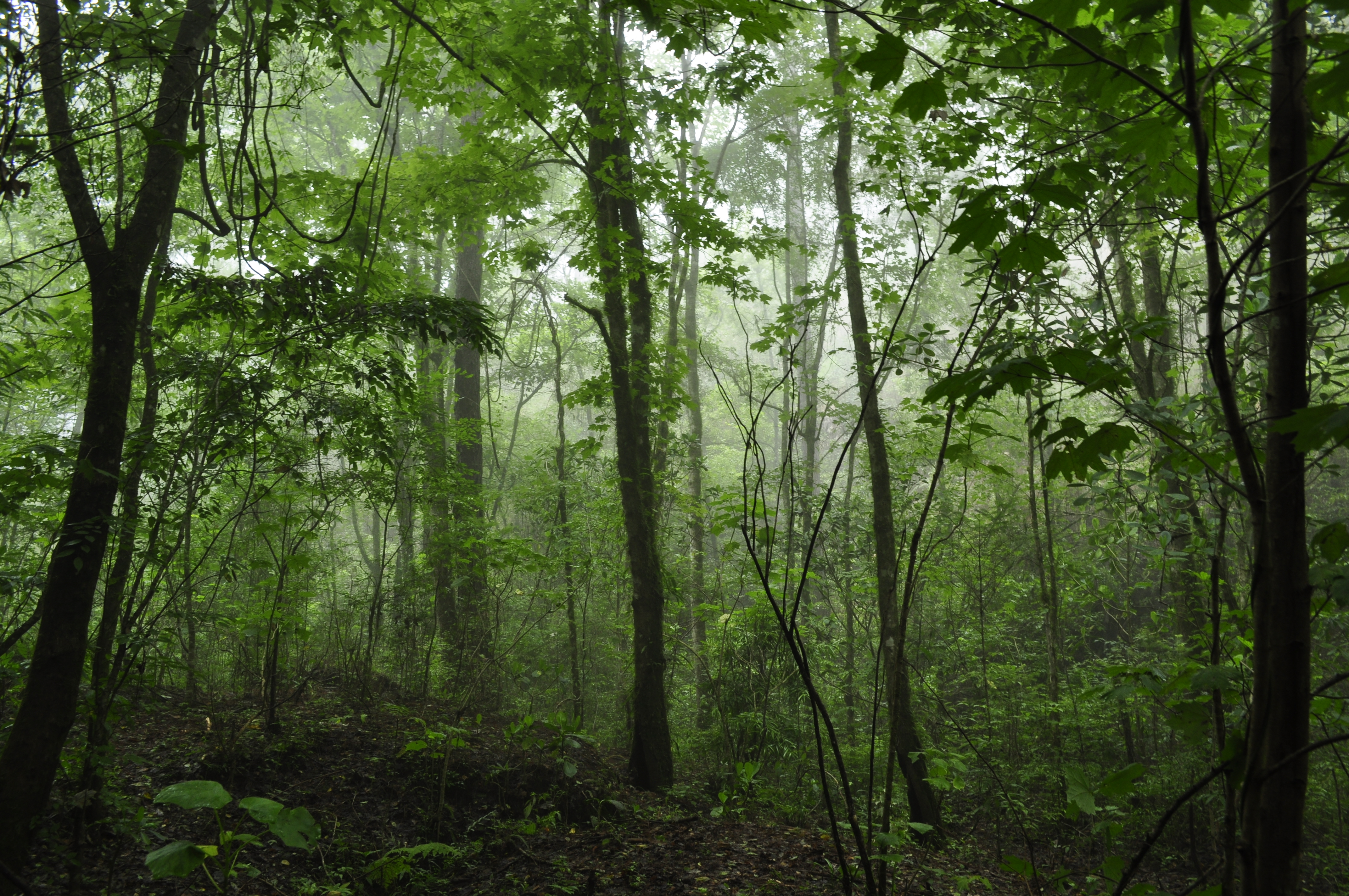 Bosque de Maple, prueba de que en México todo es capaz de florecer.